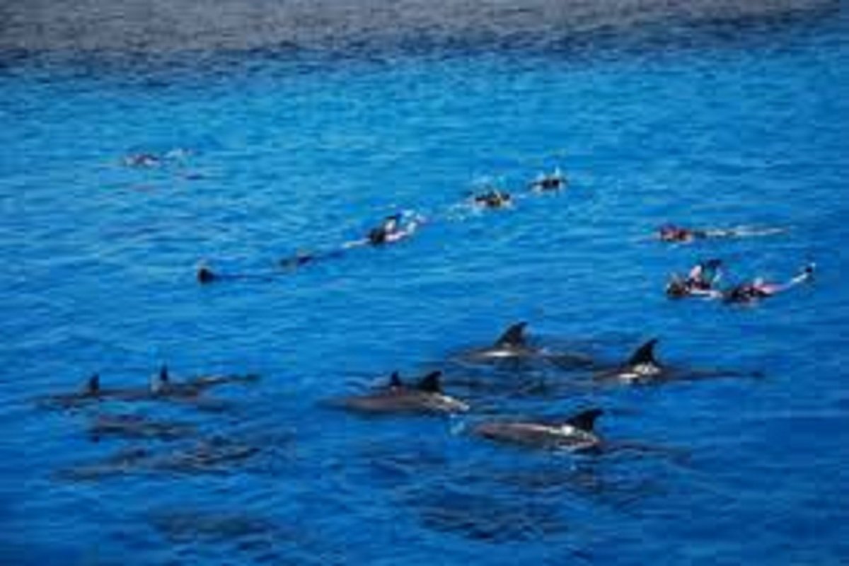 Life Under the Waves: Explore the Enchantment of Dolphin House
