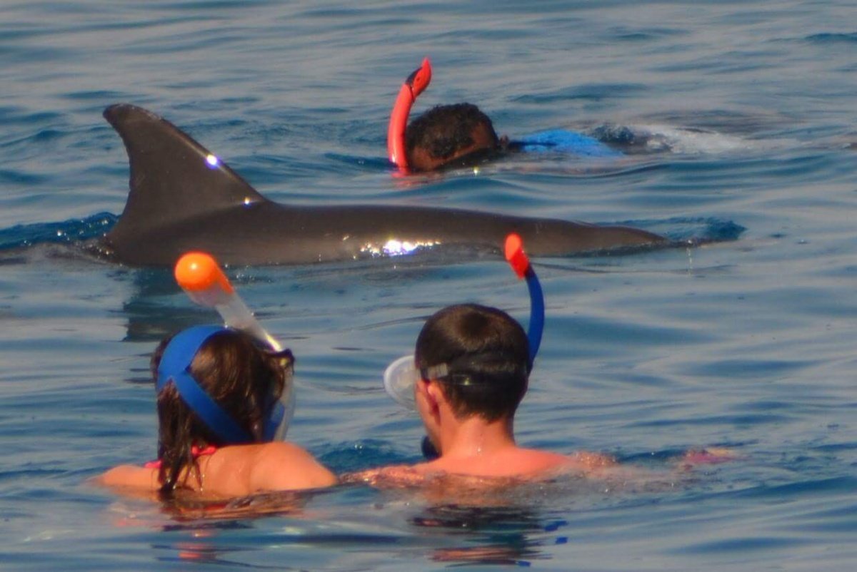 Dolphin House