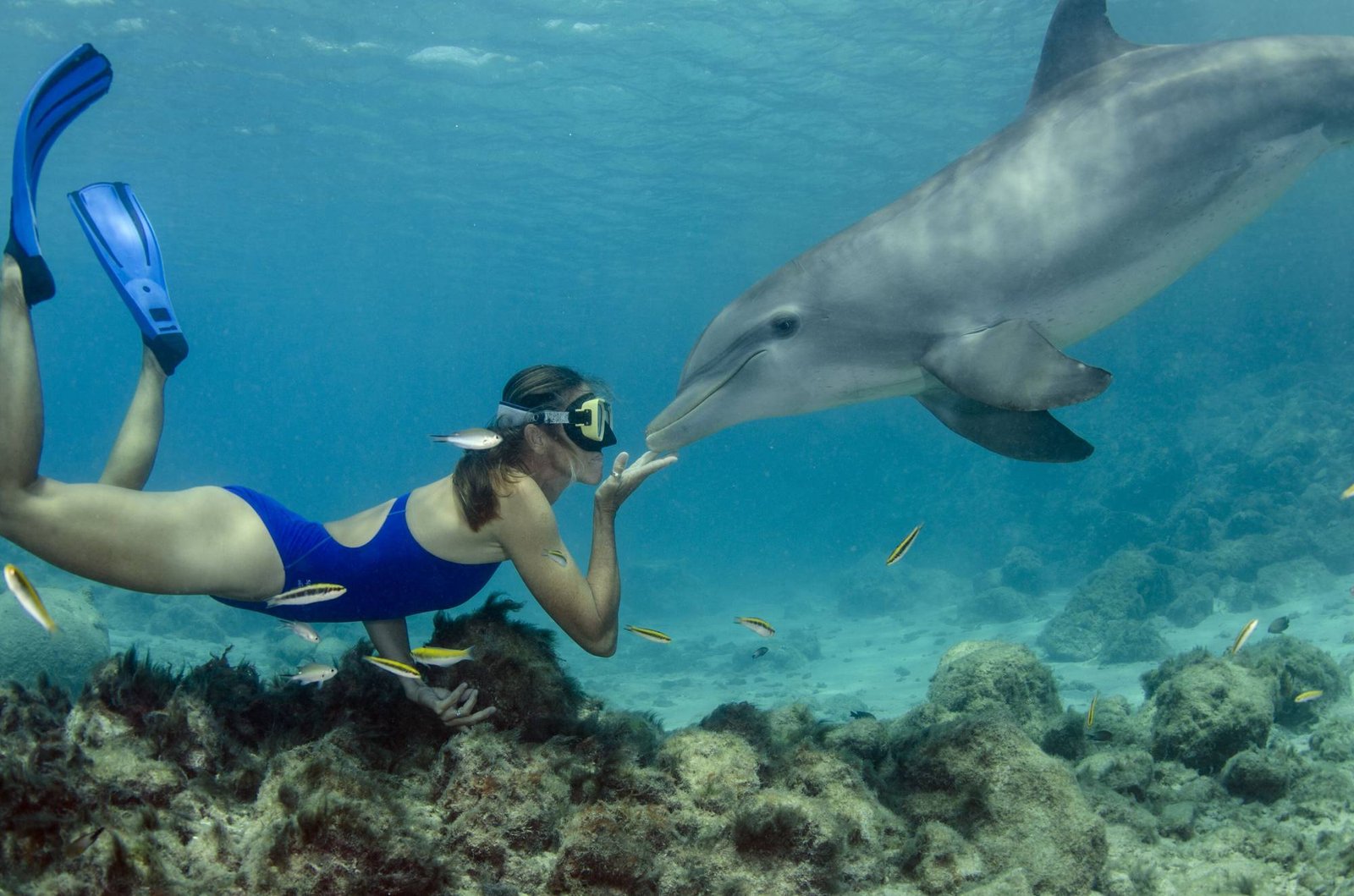 Life Under the Waves: Explore the Enchantment of Dolphin House