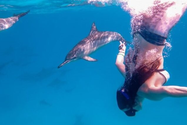Life Under the Waves: Explore the Enchantment of Dolphin House