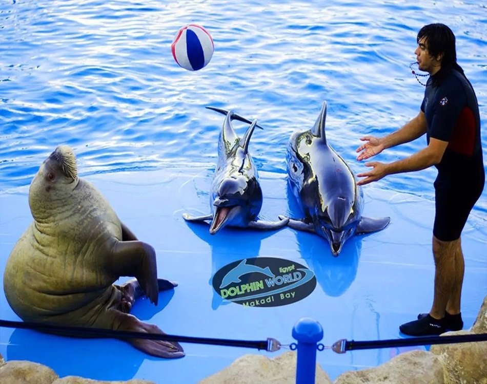 Discover Joy at Dolphin World Hurghada – A Show You’ll Love