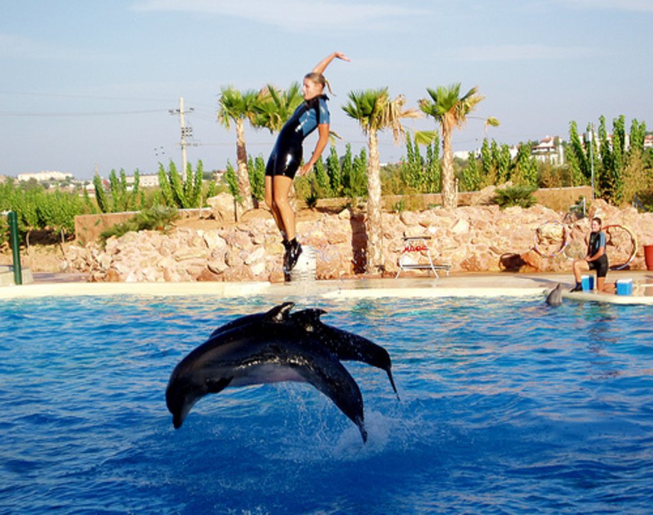 Discover Joy at Dolphin World Hurghada – A Show You’ll Love
