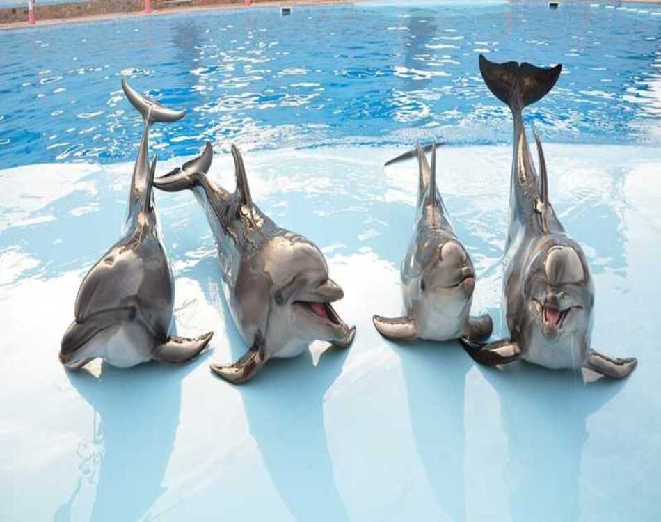 Discover Joy at Dolphin World Hurghada – A Show You’ll Love