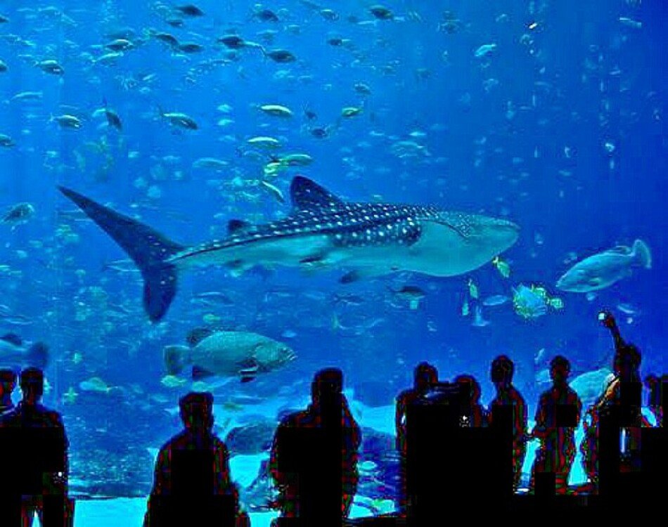 Grand Aquarium