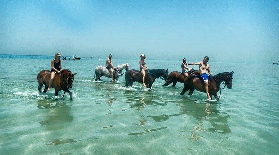 Book Horse Riding Trips in Hurghada Now