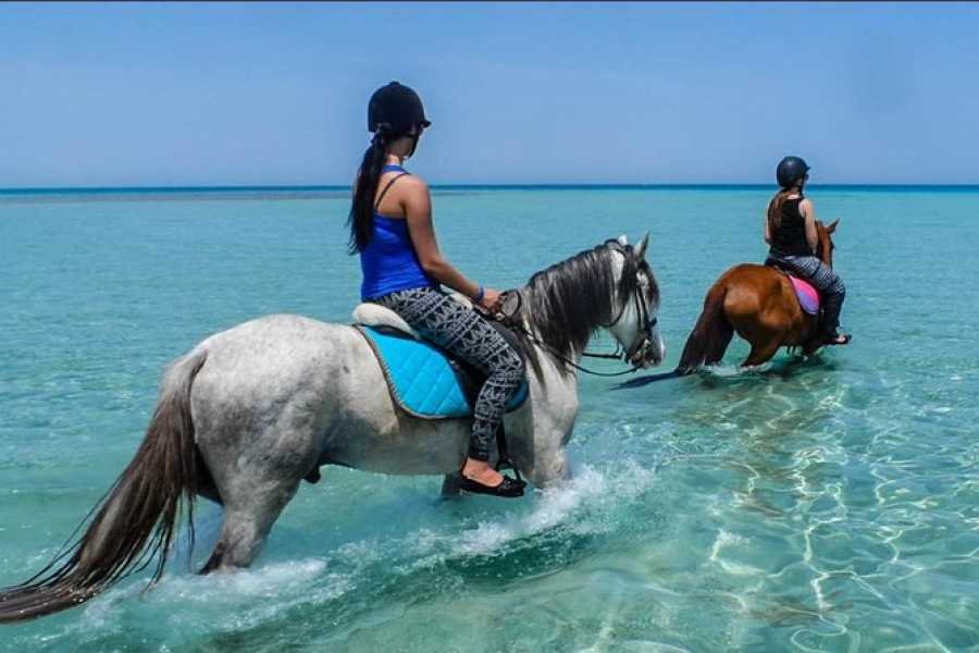 Book Horse Riding Trips in Hurghada Now