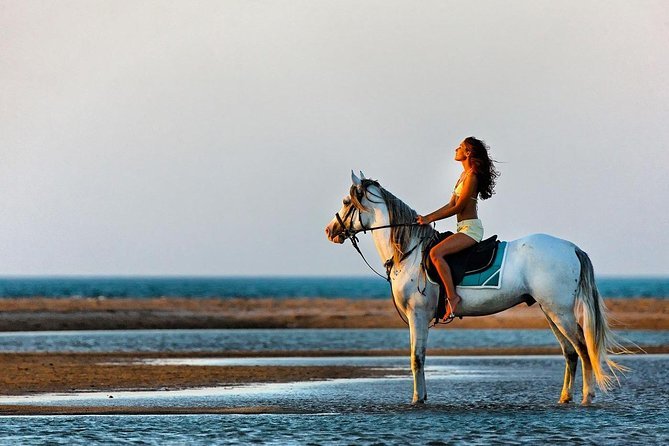 Book Horse Riding Trips in Hurghada Now