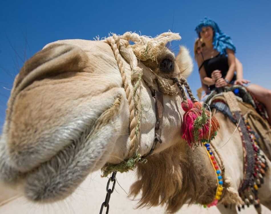 Join a 3-hour safari with dinner and exciting entertainment